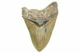 Serrated, Fossil Megalodon Tooth - North Carolina #367915-1